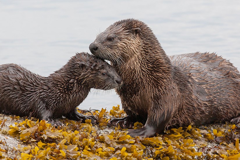 river-otters-nuzzling-credit-Tony-Markle