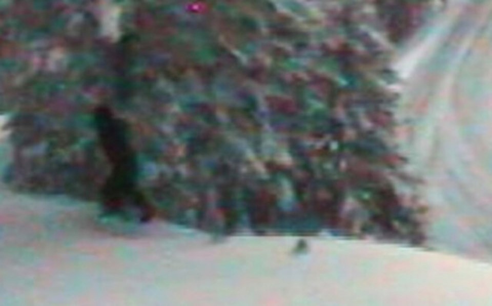 sasquatch