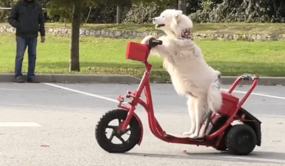 scooter-dog.jpg