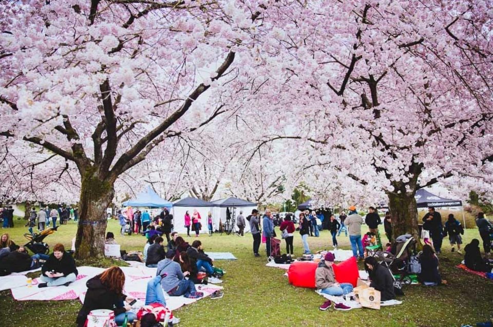Cherry Blossom Park Near Me