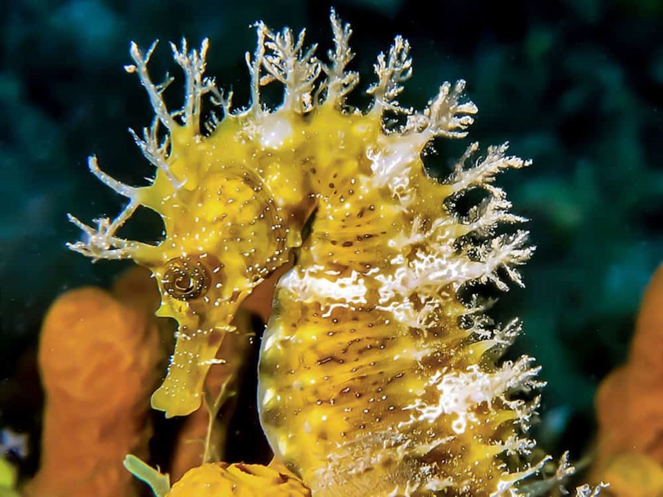 second-seahorse