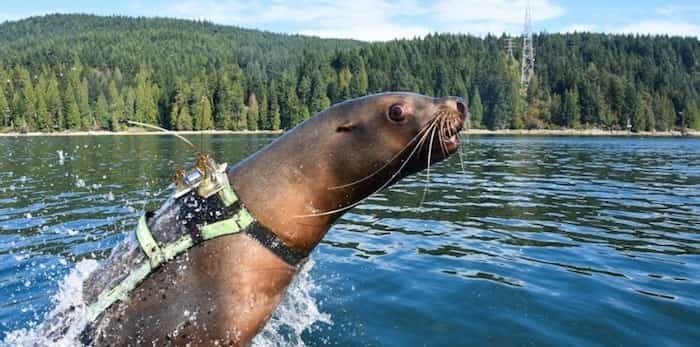 sitka-a-22-year-old-steller-sea-lion-breaches-the-water-during-a-training-run-up-burrard-inlet-sh