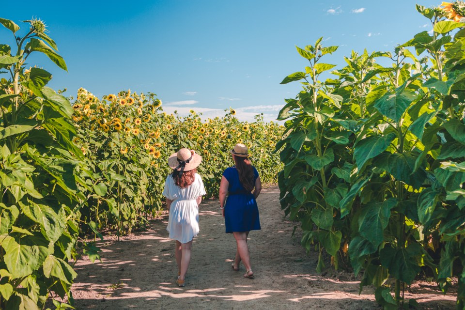 Wander through eight acres of sunflowers, dahlias and other flowers. 