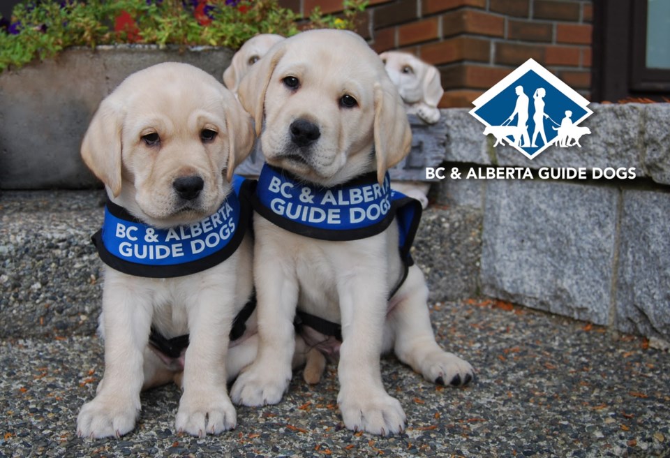 bc-alberta-guide-dogs