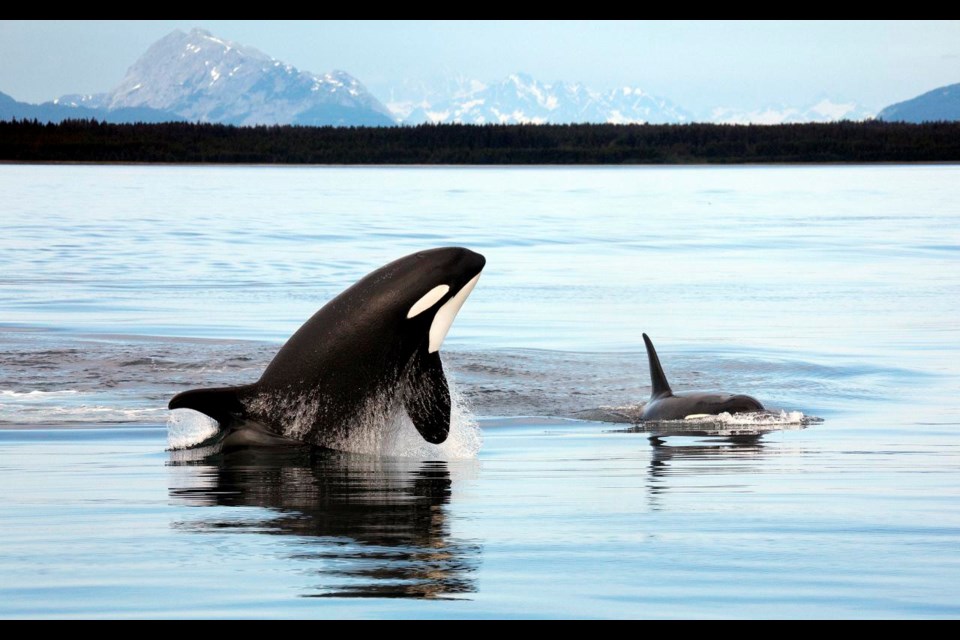 Southern Strait of Georgia Orca