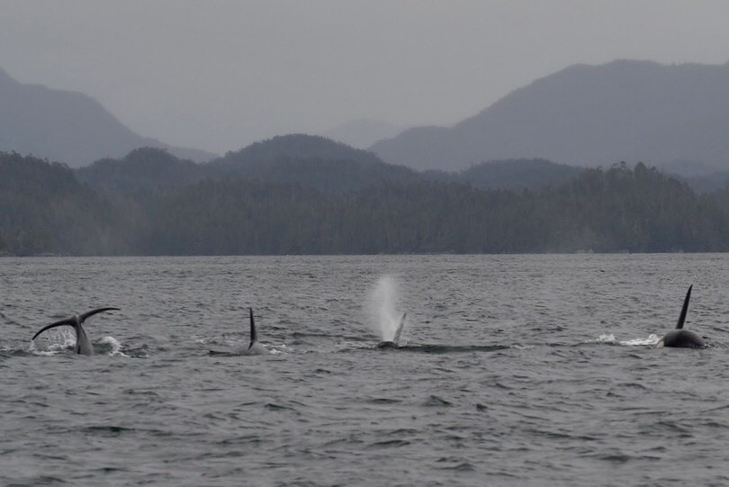 great-bear-rainforest-tim-milne