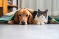 Your pet’s health checklist: Essential tips every owner should know