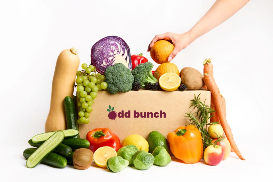 odd-bunch-box-hero