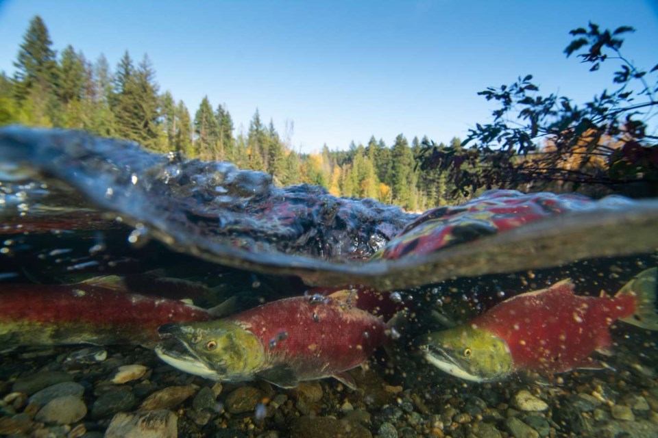 pacific-salmon-foundation