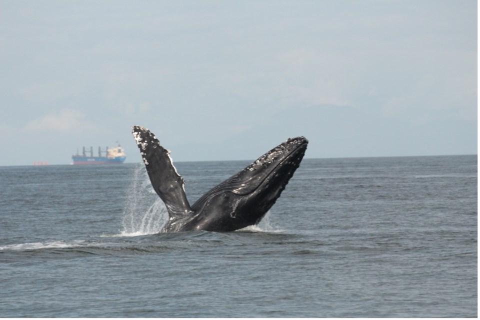 port-of-vancouver-humpback-whale