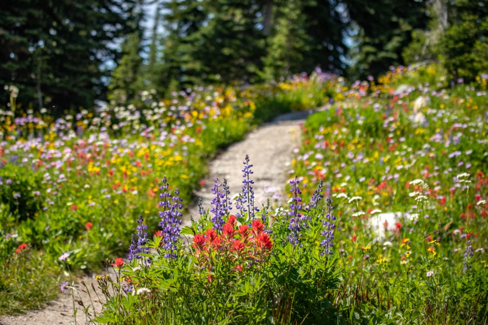 Revelstoke - Hike amongst the  Yarrow, Paintbrush, and Lupin wildflowers - Tom Poole