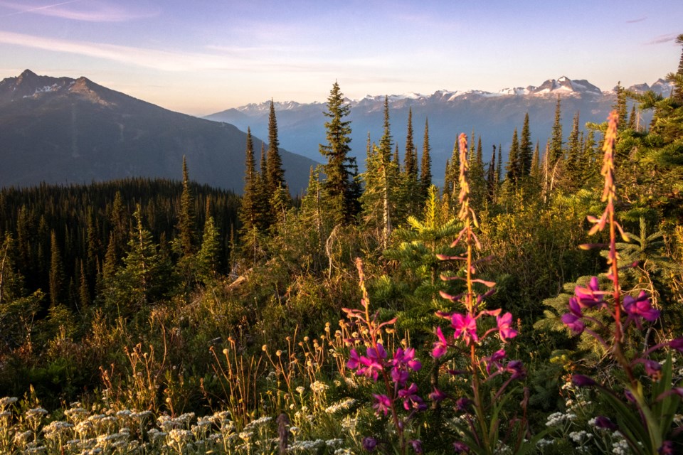 Revelstoke - Wildflowers Fireweed - Tom Poole