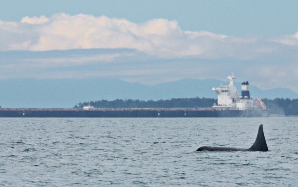 southern-resident-killer-whale-joan-lopez