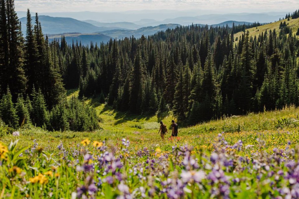 sun-peaks-alpine-flowers