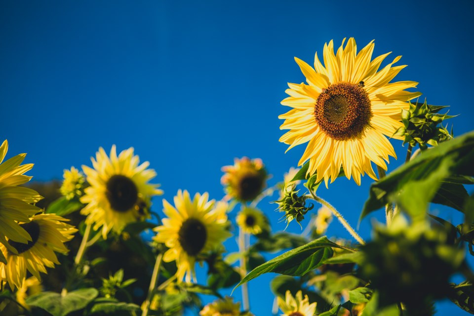 sunflowerfestival