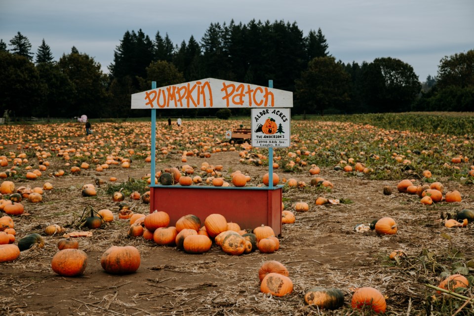 tourism-langley-aldor-acres-family-farm-pumpkin-patch