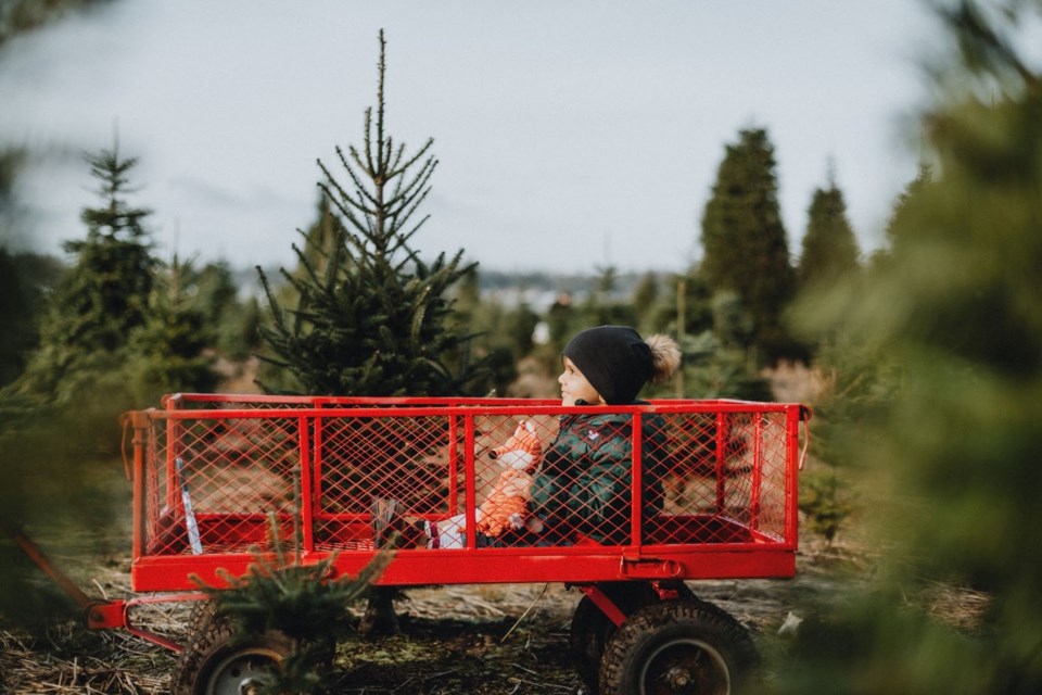 tourism-langley-christmas-tree