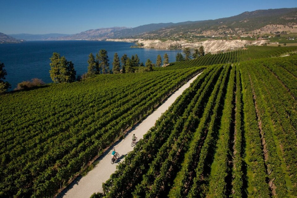 travel-penticton-bikes-vineyard