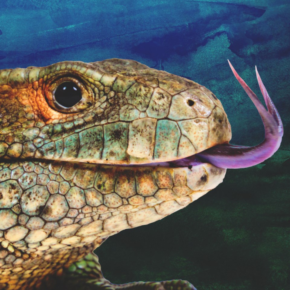 vancouver-aquarium-lizard