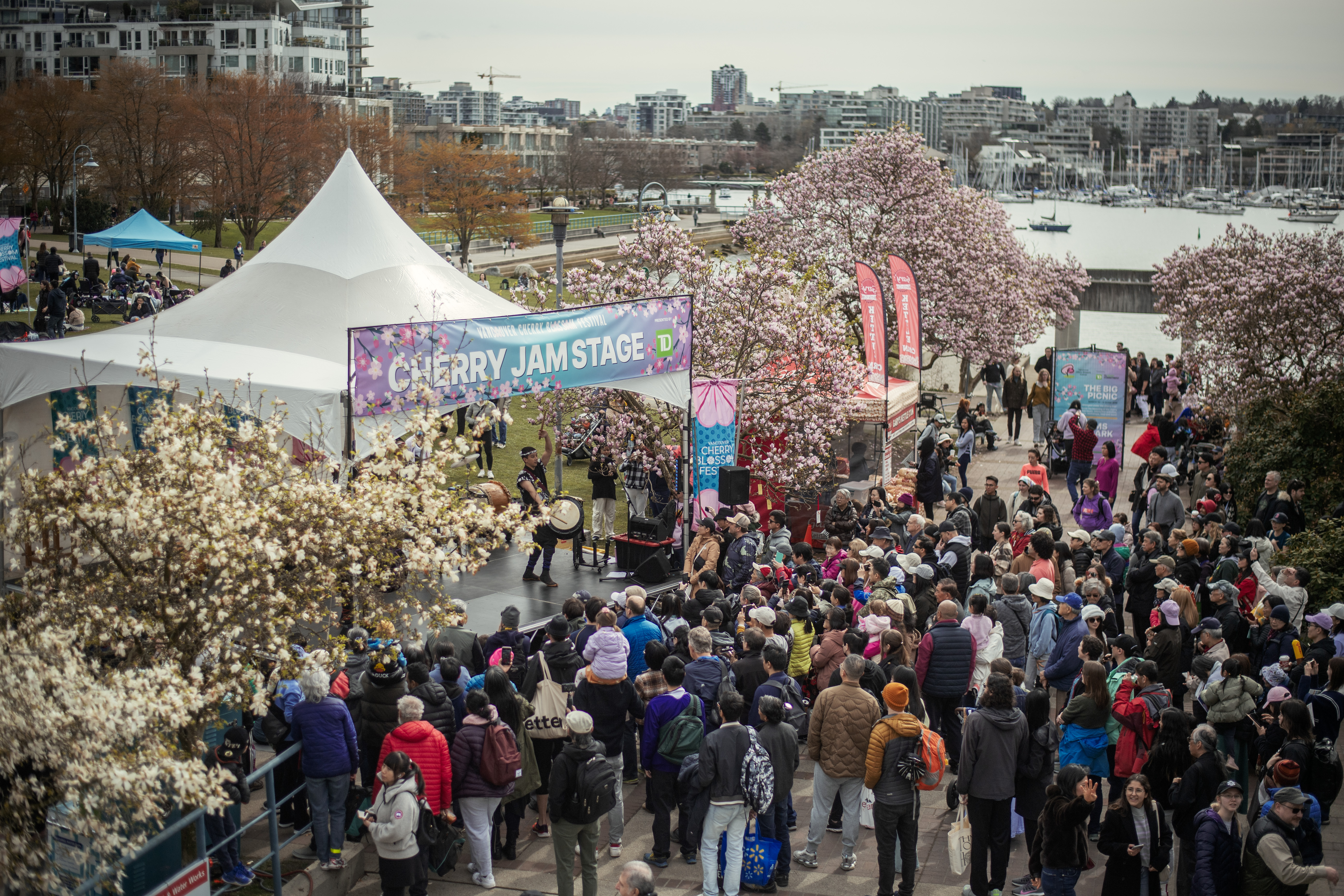 Visitors enjoy The Big Picnic event under canopies of cherry blossoms at David Lam Park during a previous Vancouver Cherry Blossom Festival. Photo: Vancouver Cherry Blossom Festival