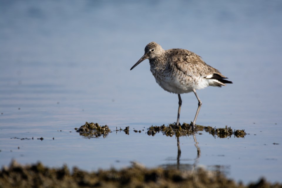 Western-Sandpiper-GettyImages-1161721120