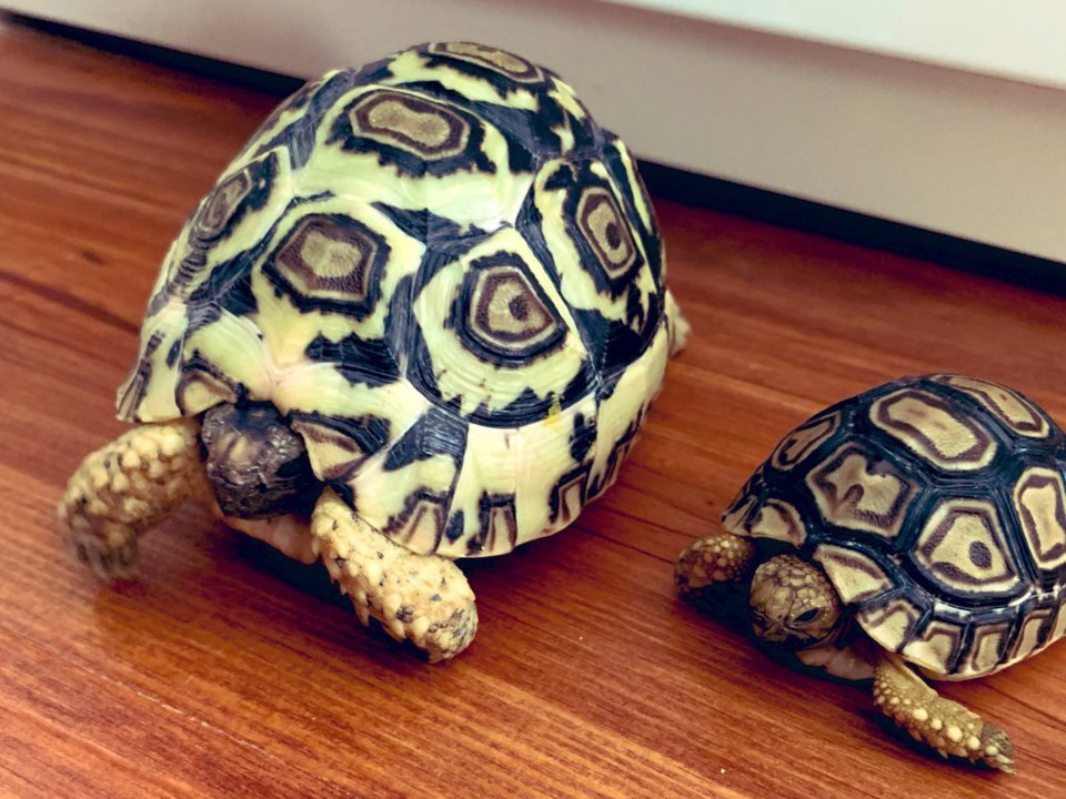 holtby-tortoises