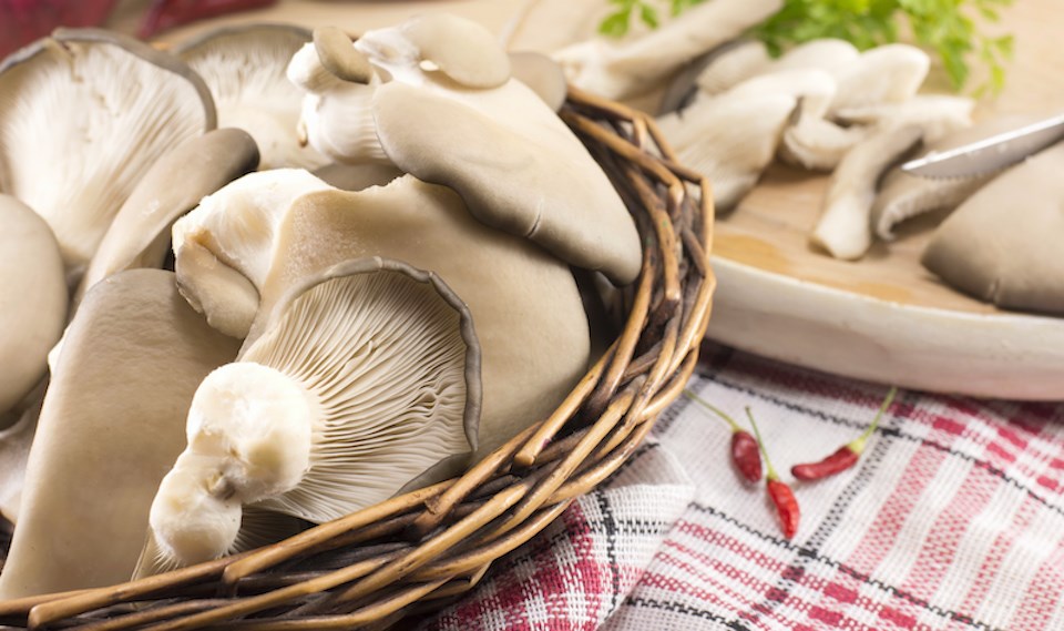 bc-oyster-mushroom-recall