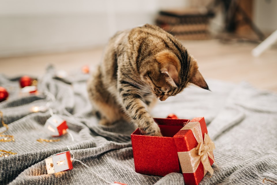 cat-christmas-stock-getty-image