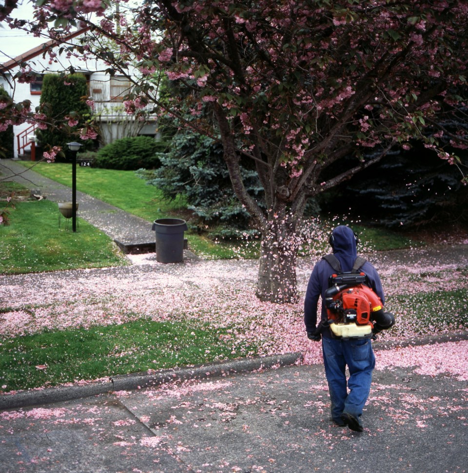 cherry-blossoms-leaf-blower-stock-photos