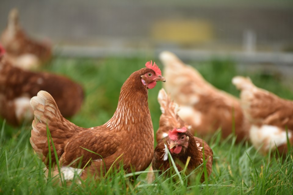 chickens-stock-photo