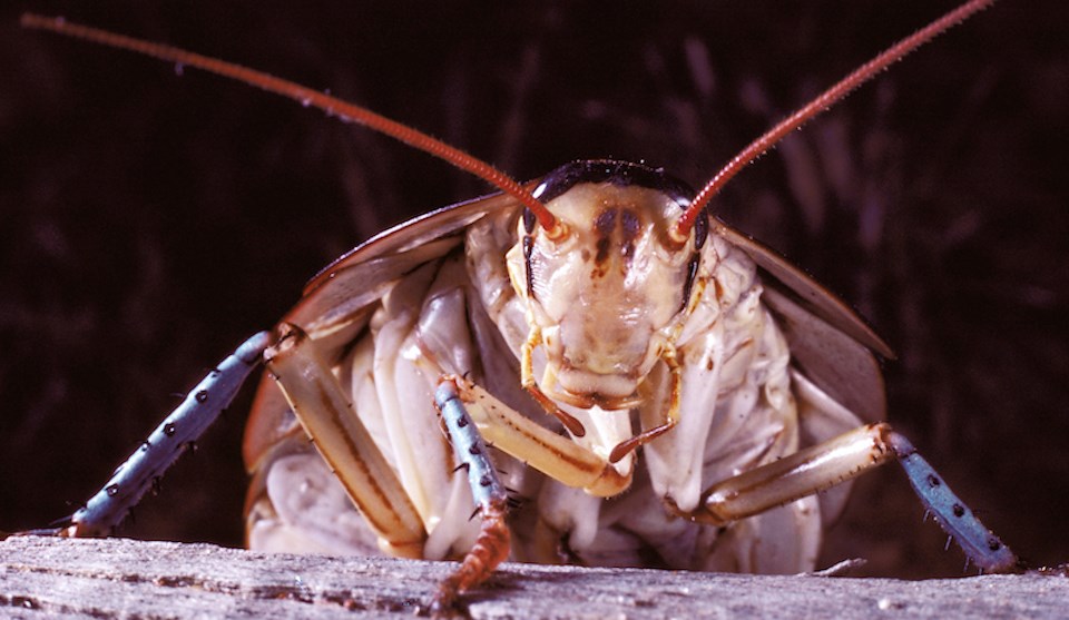 cockroach-close-up