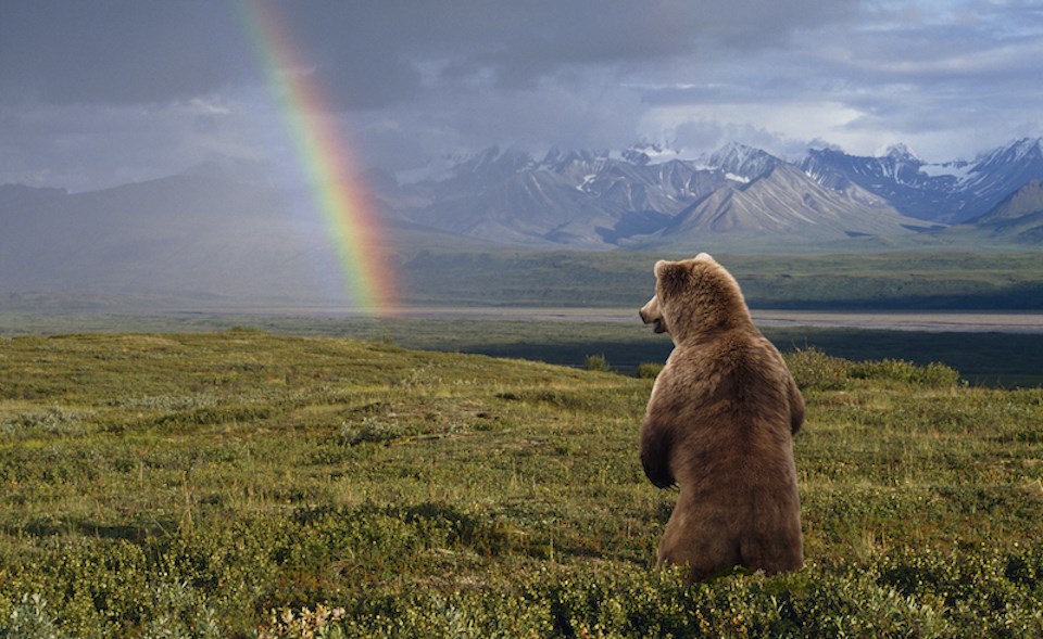 denali-national-park-bear-rainbow-alaska-mountains