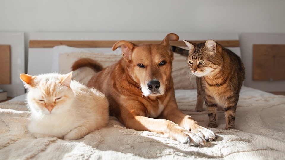 dog-and-two-cats-bc-tenancy