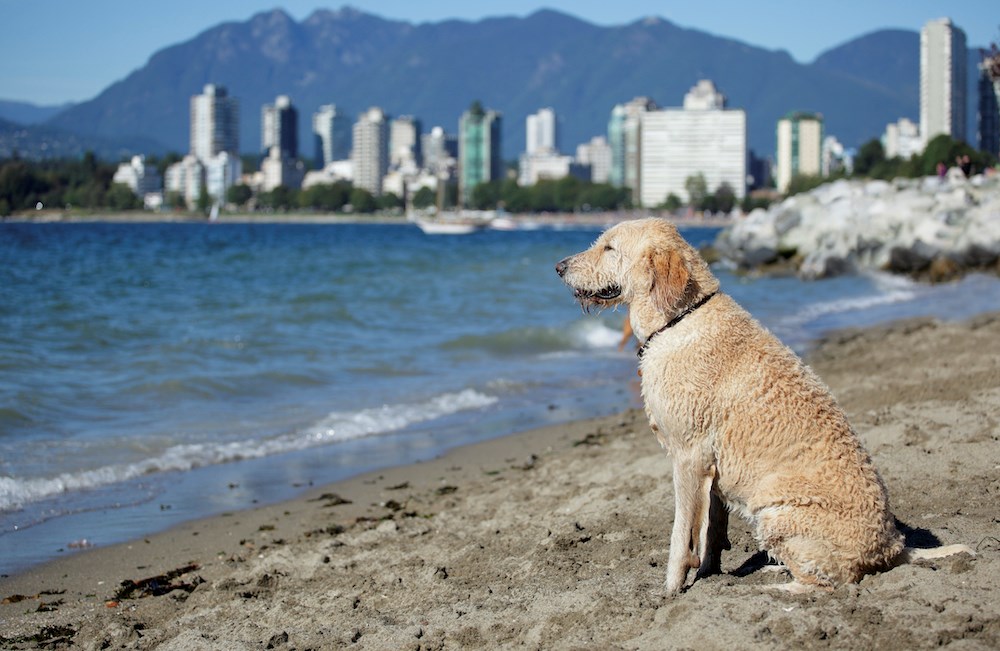 Los mejores parques para perros y playas en Vancouver