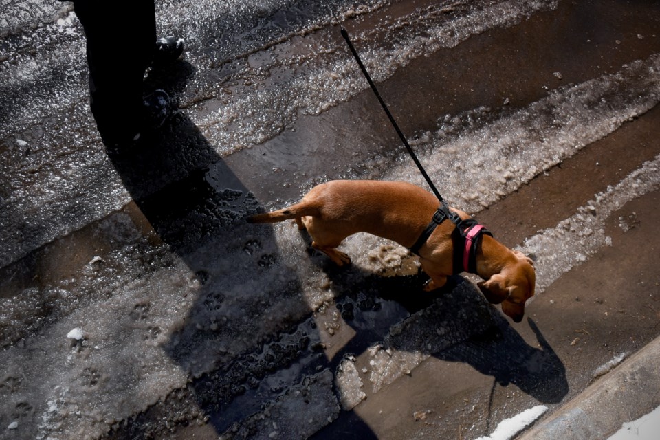 dog-on-salted-road-stock-image