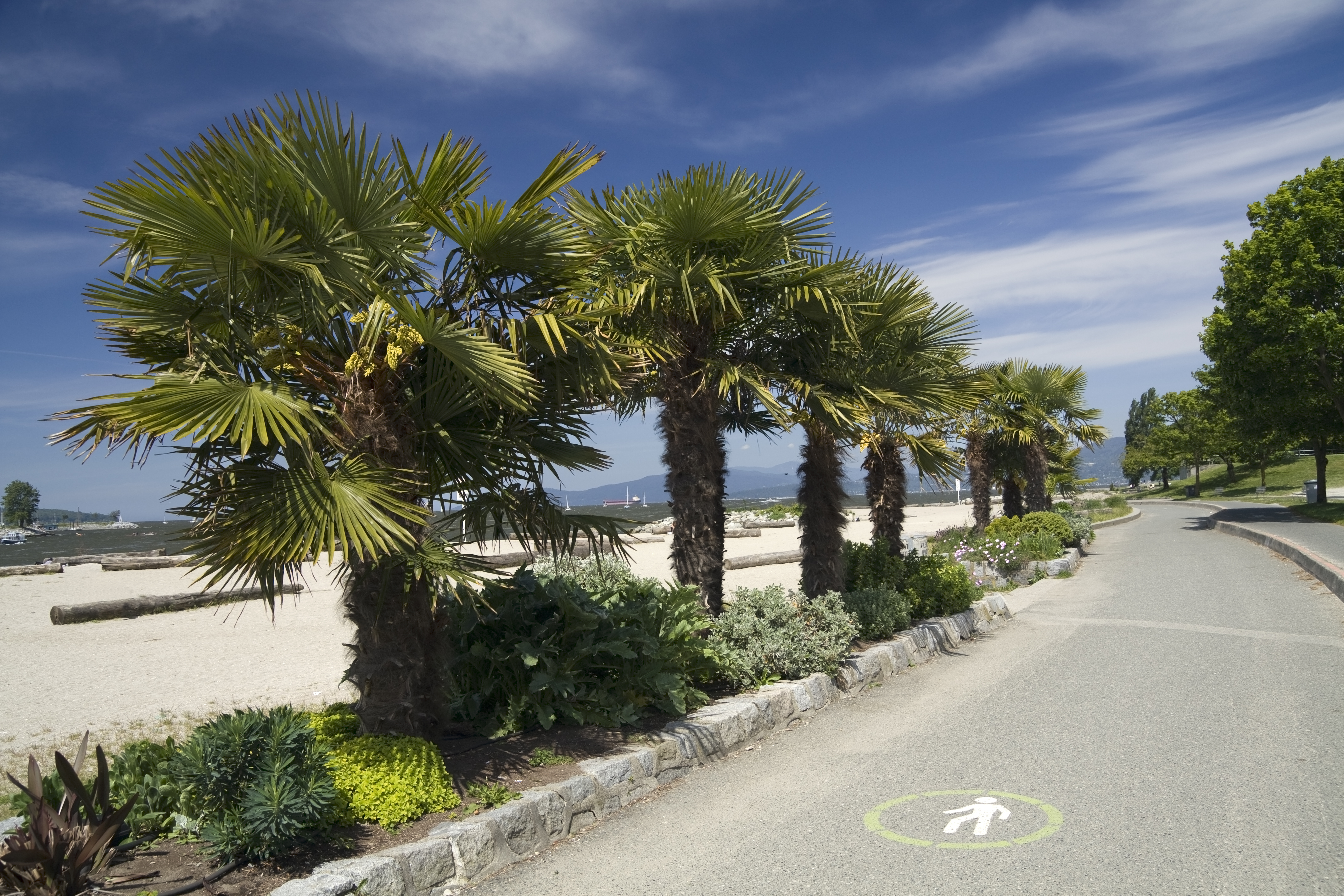 https://www.vmcdn.ca/f/files/via/images/stock-images/english-bay-vancouver-palm-trees.jpg