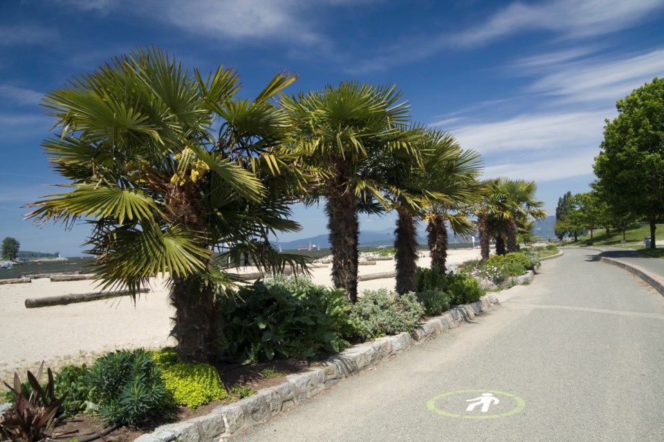 english-bay-vancouver-palm-trees