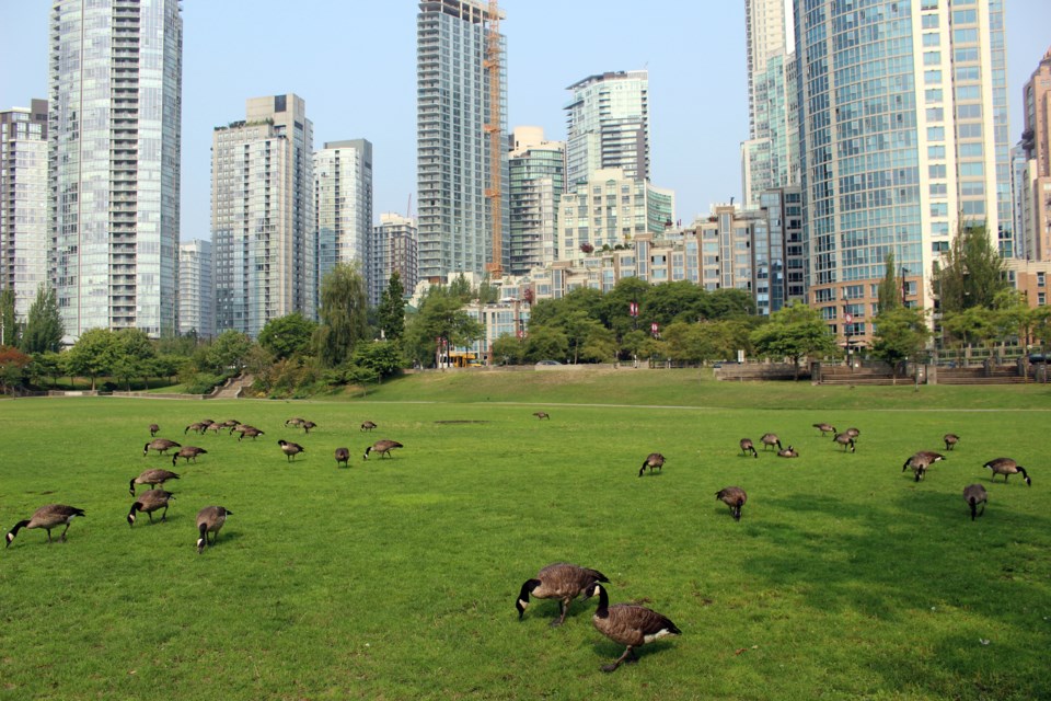 Geese in Vancouver