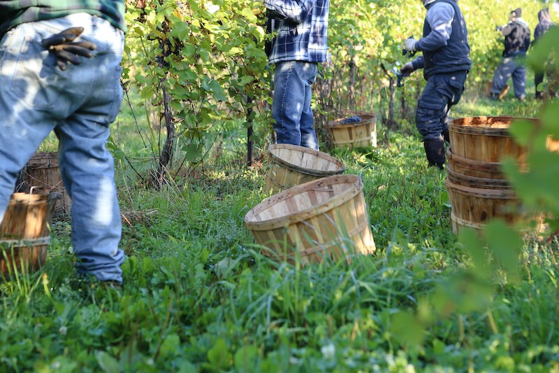 harvesting-grapes-vineyard