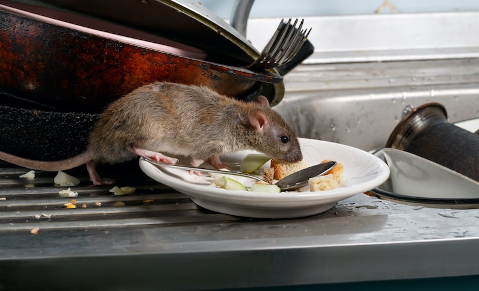 rat-food-plate-scurry