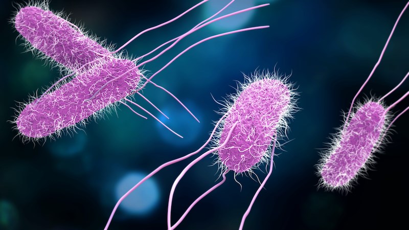 salmonella-bacteria-vancouver-canada-outbreak-november-2021