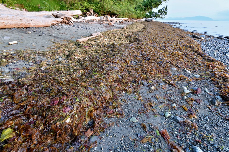 seagrass-marine-debris-shore-bc-canada