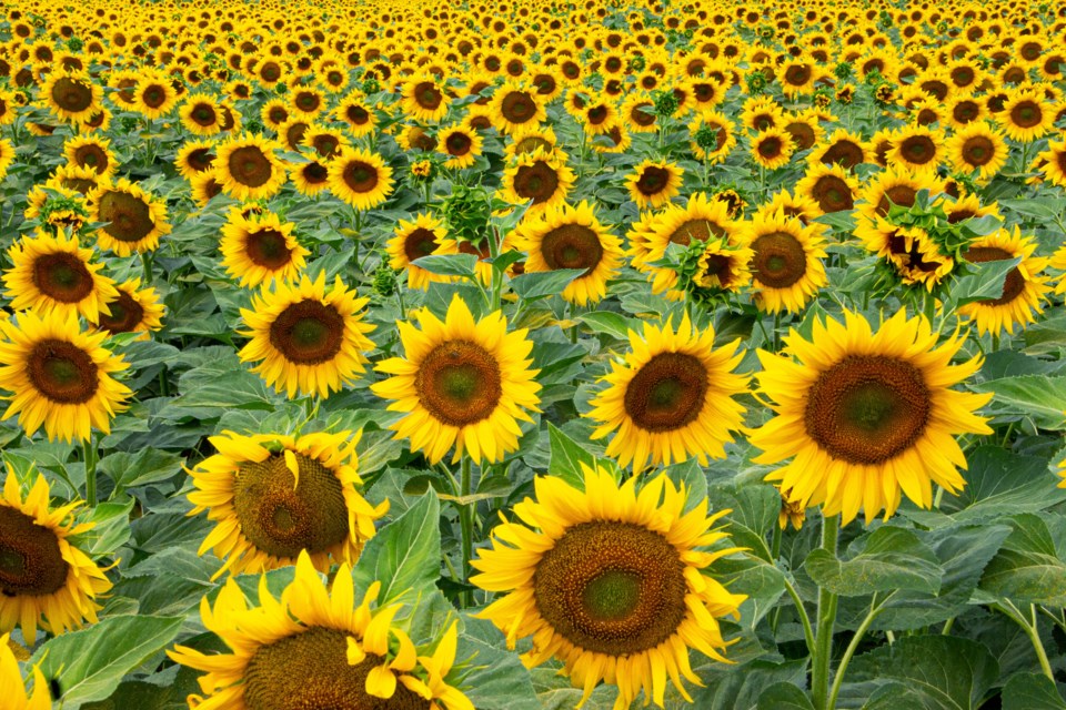 Sunflowers