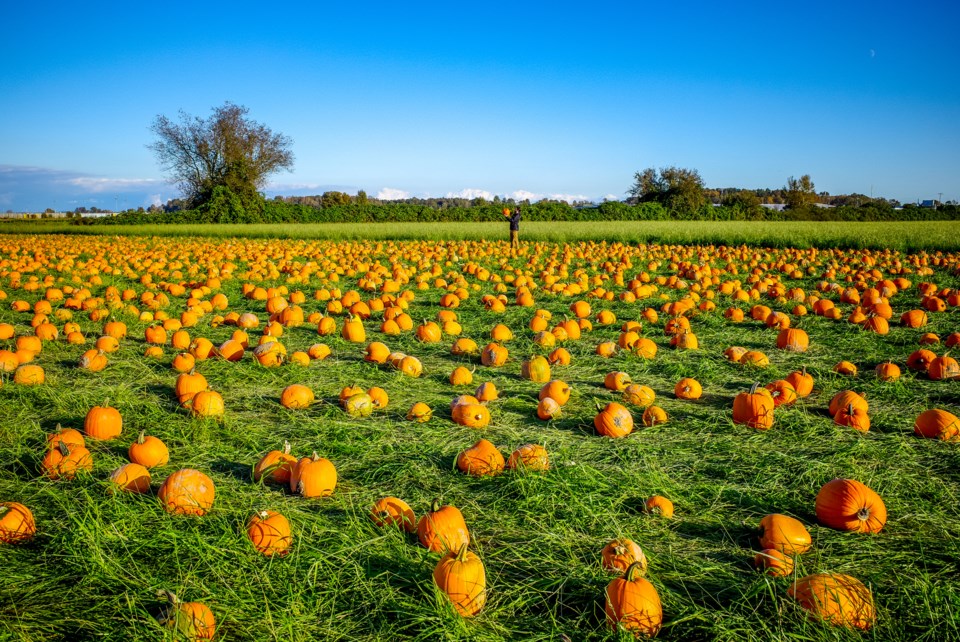 Sunny pumpkin patch