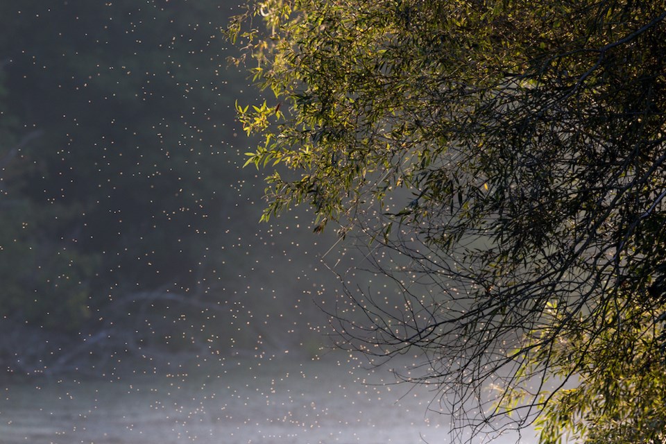 swarm-of-midges-vancouver