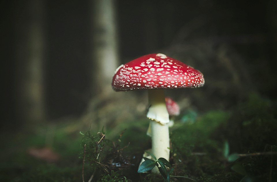 The fly agaric looks like a classic toadstool but can cause delirium and other negative side effects, according to a UBC expert. 