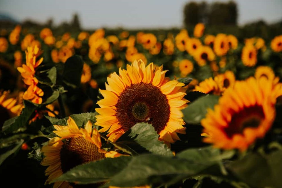 sunflowers-feature