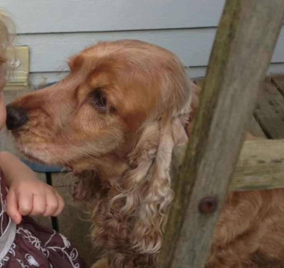 16-year-old cocker spaniel stolen from vehicle on Sunday ...