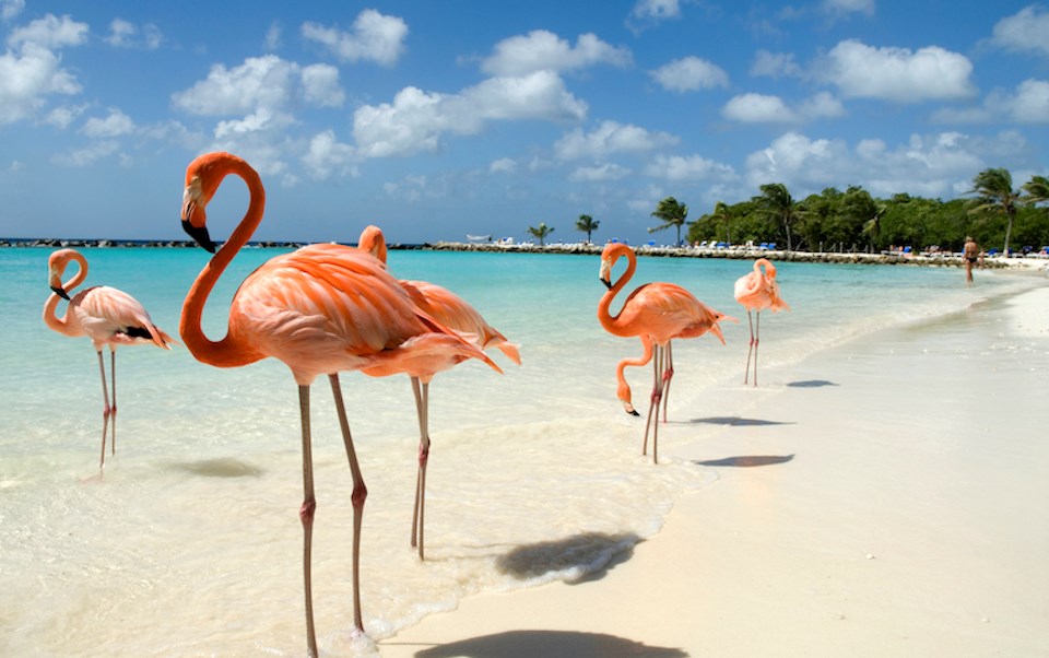 aruba-beach-flamingos
