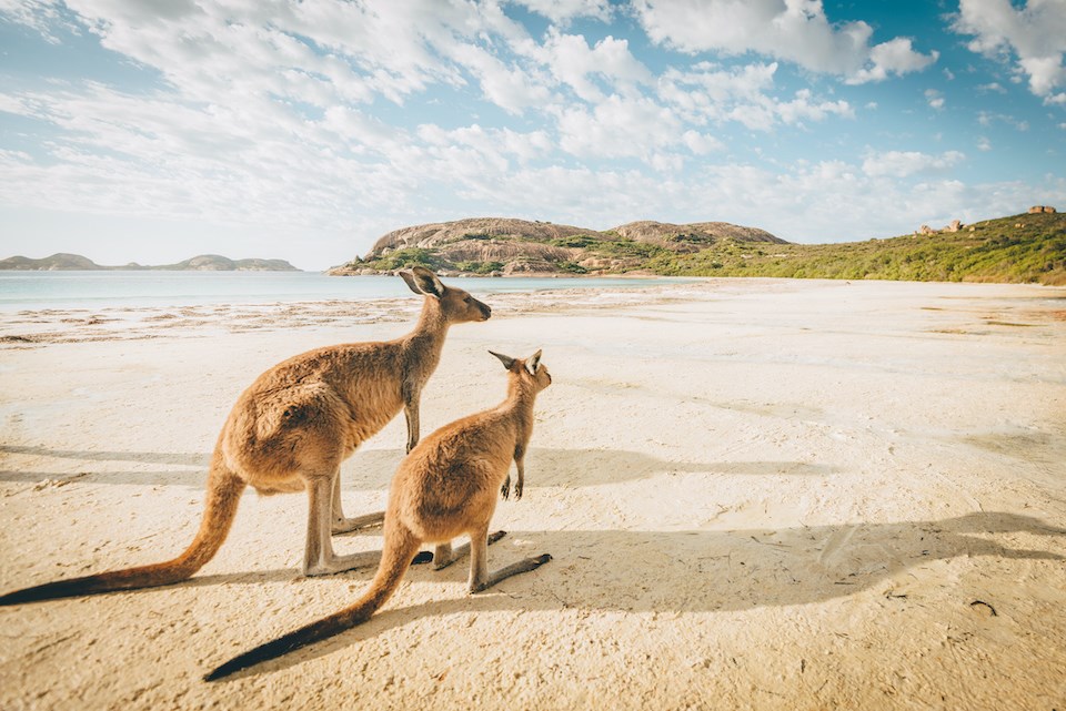 australia-outback-beach-kangaroos-travel